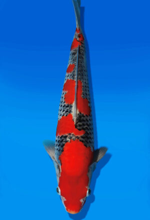 Koi Auktion Kanno Goshiki JumboTosai Kanno - 38cm GT04-2750