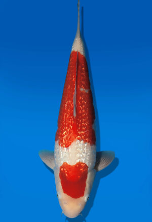 Koi Auktion Dainichi GinrinKohaku JumboTosai XGinrinKohaku - 42cm GT04-2746