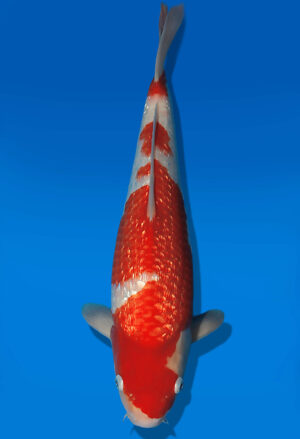 Koi Auktion Dainichi GinrinKohaku JumboTosai XGinrinKohaku - 40cm GT04-2757
