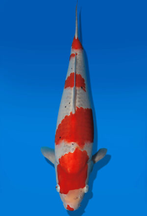 Koi Auktion Kanno Goshiki JumboTosai Kanno - 45cm GT04-2759