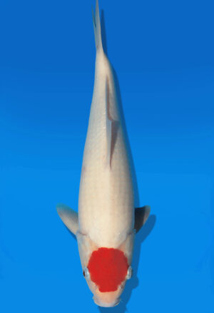 Koi Auktion Kanno Tancho JumboTosai Kanno - 35cm GT04-2761
