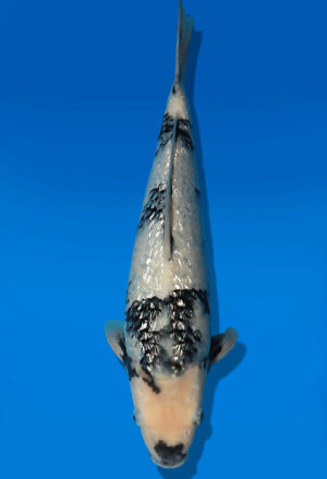 Koi Auktion Dainichi ShiroUtsuri JumboTosai XGinrinShowa - 36cm GT04-2748