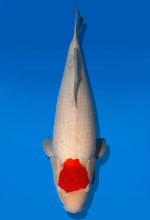 Koi Auktion Dainichi Kohaku JumboTosai SuperRikidozan - 52cm GT05-2764