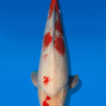 Koi Auktion Dainichi Kohaku JumboTosai Wild - 49cm GT05-2765