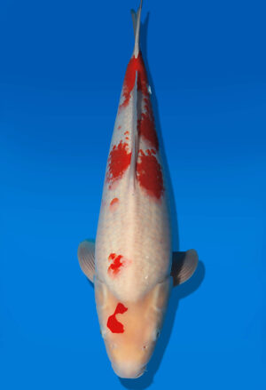 Koi Auktion Dainichi Kohaku JumboTosai Wild - 49cm GT05-2765