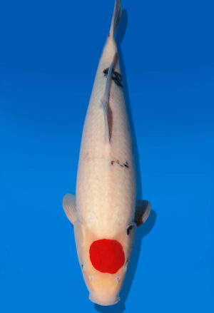 Koi Auktion Dainichi TanchoShowa JumboTosai BlackMonroe - 49cm GT05-2800