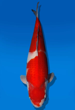 Koi Auktion Dainichi Kohaku JumboTosai WhiteDragon - 52cm GT05-2766