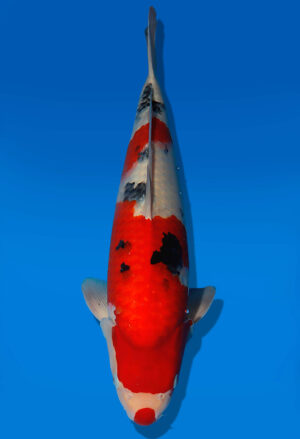 Koi Auktion Dainichi Sanke JumboTosai MSankeJr. - 45cm GT05-2801