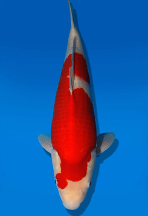 Koi Auktion Dainichi Kohaku JumboTosai WhiteDragon - 46cm GT05-2767