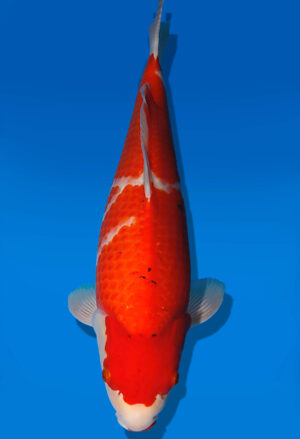 Koi Auktion Dainichi Kohaku JumboTosai RedTiger - 50cm GT05-2768