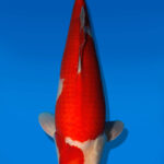 Koi Auktion Dainichi Kohaku JumboTosai RedTiger - 54cm GT05-2802