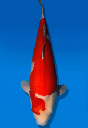Koi Auktion Dainichi Kohaku JumboTosai RedTiger - 54cm GT05-2802