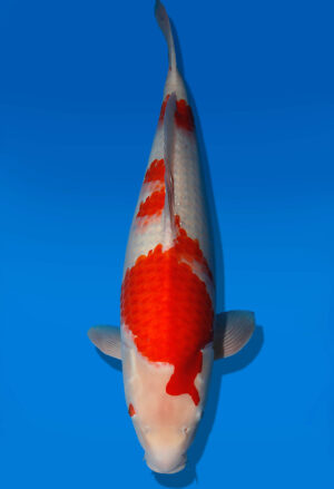 Koi Auktion Dainichi Kohaku JumboTosai RedTiger - 55cm GT05-2769