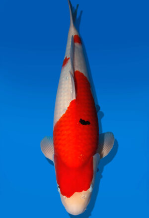 Koi Auktion Dainichi Kohaku JumboTosai RedTiger - 52cm GT05-2770
