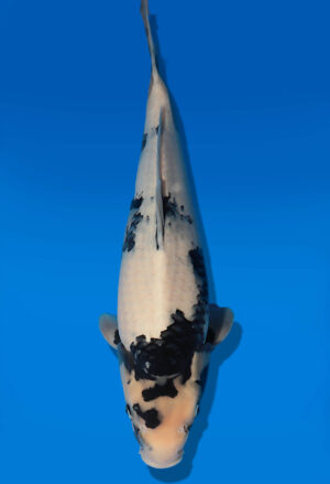 Koi Auktion Dainichi Showa JumboTosai Monroe - 45cm GT05-2771