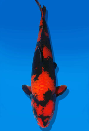 Koi Auktion Dainichi Showa JumboTosai BlackMonroe - 50cm GT05-2772