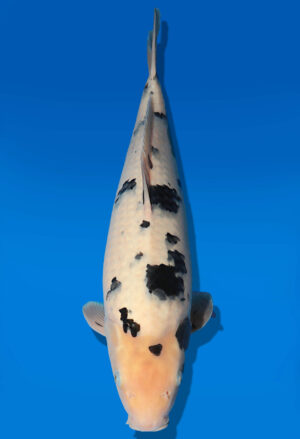 Koi Auktion Dainichi Sanke JumboTosai MSankeJr. - 49cm GT05-2773