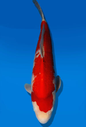 Koi Auktion Dainichi Kohaku JumboTosai WhiteDragon - 55cm GT05-2774