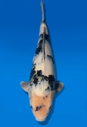 Koi Auktion Dainichi ShiroUtsuri JumboTosai BlackMonroe - 40cm GT06-2803