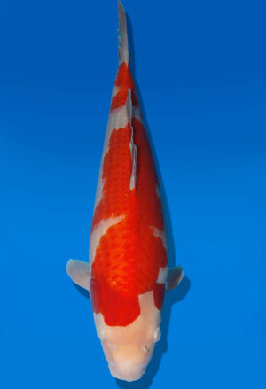 Koi Auktion Dainichi Kohaku JumboTosai RedDragon - 46cm GT06-2804