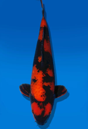 Koi Auktion Dainichi HiUtsuri JumboTosai BlackMonroe - 46cm GT06-2775