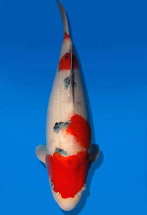 Koi Auktion Dainichi Sanke JumboTosai MSankeJr. - 52cm GT06-2805