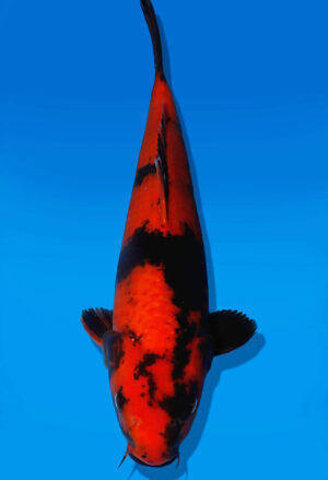 Koi Auktion Dainichi HiUtsuri JumboTosai Monroe - 41cm GT06-2776