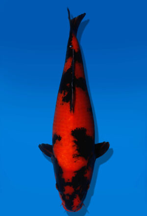 Koi Auktion Dainichi Showa JumboTosai BlackMonroe - 45cm GT06-2777