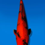 Koi Auktion Dainichi Kohaku JumboTosai BlackMonroe - 51cm GT06-2778