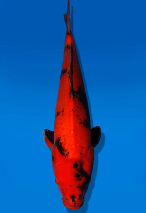 Koi Auktion Dainichi Kohaku JumboTosai BlackMonroe - 51cm GT06-2778
