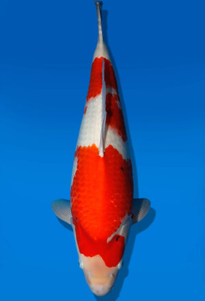 Koi Auktion Dainichi Kohaku JumboTosai WhiteDragon - 58cm GT06-2779