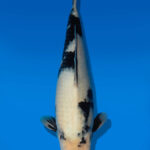 Koi Auktion Dainichi ShiroUtsuri JumboTosai BlackMonroe - 39cm GT06-2780