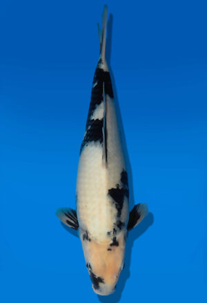 Koi Auktion Dainichi ShiroUtsuri JumboTosai BlackMonroe - 39cm GT06-2780