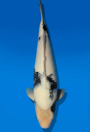 Koi Auktion Dainichi ShiroUtsuri JumboTosai Monroe - 43cm GT06-2781