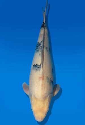Koi Auktion Dainichi ShiroUtsuri JumboTosai Monroe - 43cm GT06-2782