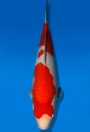 Koi Auktion Dainichi Kohaku JumboTosai RedDragon - 50cm GT06-2806