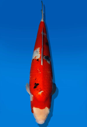 Koi Auktion Dainichi Sanke JumboTosai MSankeJr. - 50cm GT06-2783