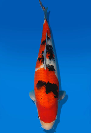 Koi Auktion Dainichi Sanke JumboTosai MSankeJr. - 50cm GT06-2807