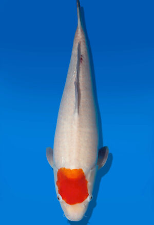 Koi Auktion Dainichi Benigoi JumboTosai RedTiger - 51cm GT06-2784