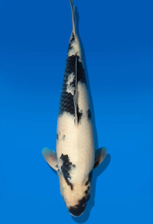 Koi Auktion Dainichi ShiroUtsuri JumboTosai BlackMonroe - 45cm GT06-2785