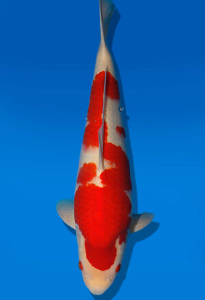 Koi Auktion Dainichi Kohaku JumboTosai WhiteDragon - 46cm GT06-2786