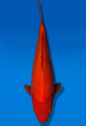 Koi Auktion Dainichi Benigoi JumboTosai RedTiger - 34cm GT07-2808