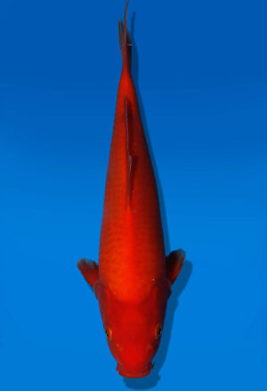 Koi Auktion Dainichi Benigoi JumboTosai RedTiger - 37cm GT07-2787