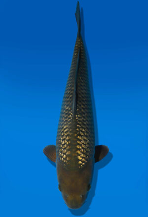 Koi Auktion Dainichi GinrinChagoi JumboTosai BrownMonkey - 48cm GT07-2788