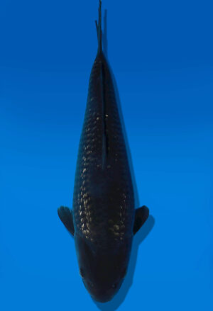 Koi Auktion Dainichi BlackDiamond JumboTosai BlackZeus - 45cm GT07-2789