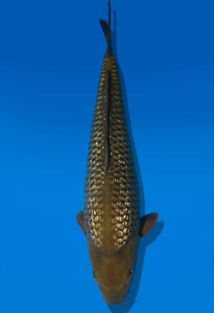 Koi Auktion Dainichi GinrinChagoi JumboTosai BrownMonkey - 46cm GT07-2790
