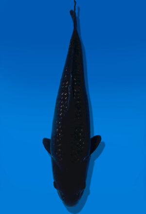 Koi Auktion Dainichi BlackDiamond JumboTosai BlackZeus - 48cm GT07-2791