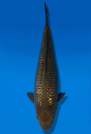 Koi Auktion Dainichi GinrinChagoi JumboTosai BrownMonkey - 43cm GT07-2792