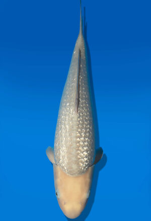 Koi Auktion Dainichi GinrinSoragoi JumboTosai SoraXGinrinSora - 50cm GT07-2793