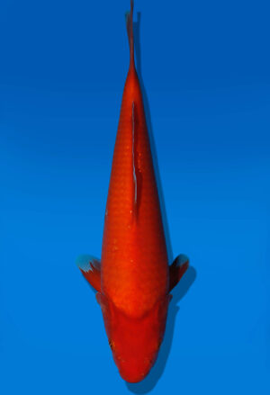 Koi Auktion Dainichi Benigoi JumboTosai RedTiger - 33cm GT06-2794